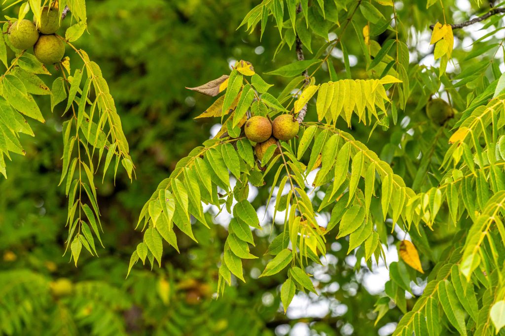 Black Walnut Leaves