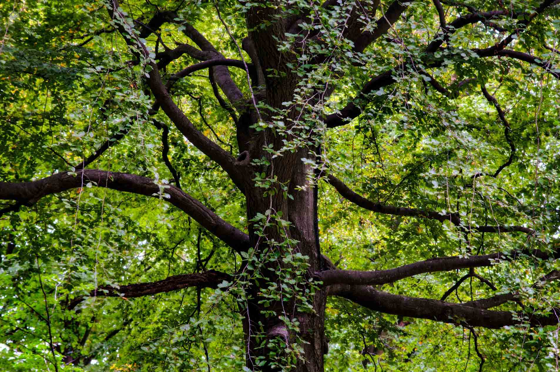 Black Walnut