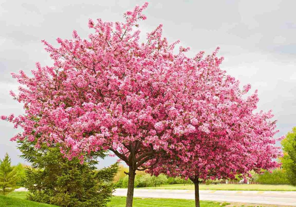 Two Flowering Redbud Trees
