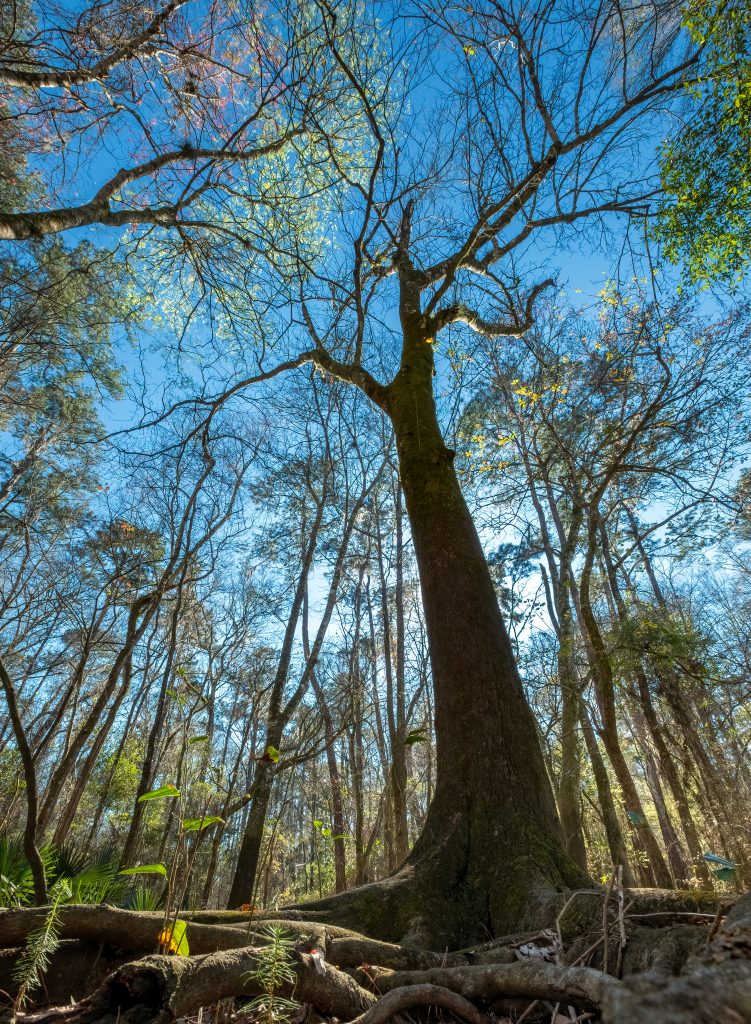 Pignut Hickory