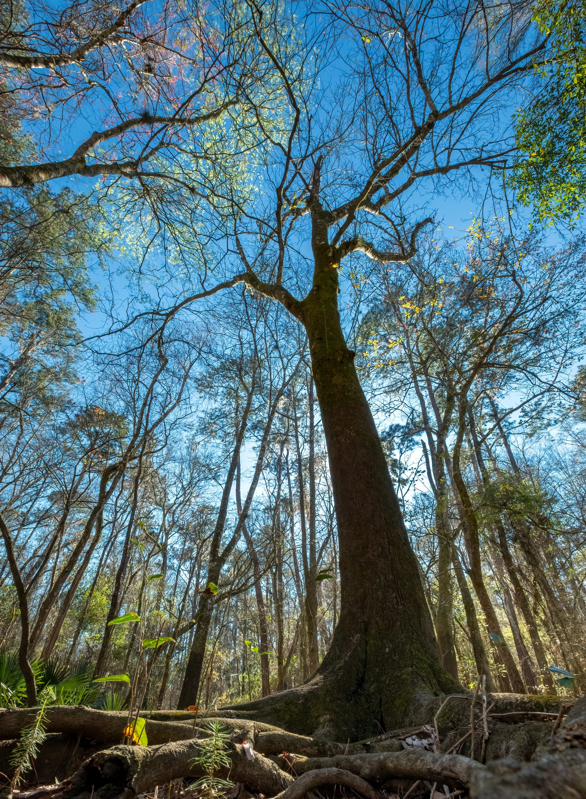 Pignut Hickory