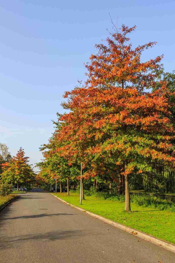 Pin Oak