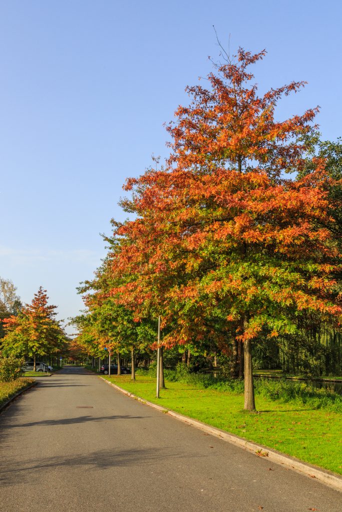 Pin Oak