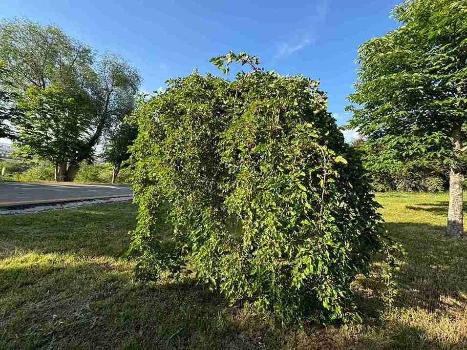 Red Mulberry