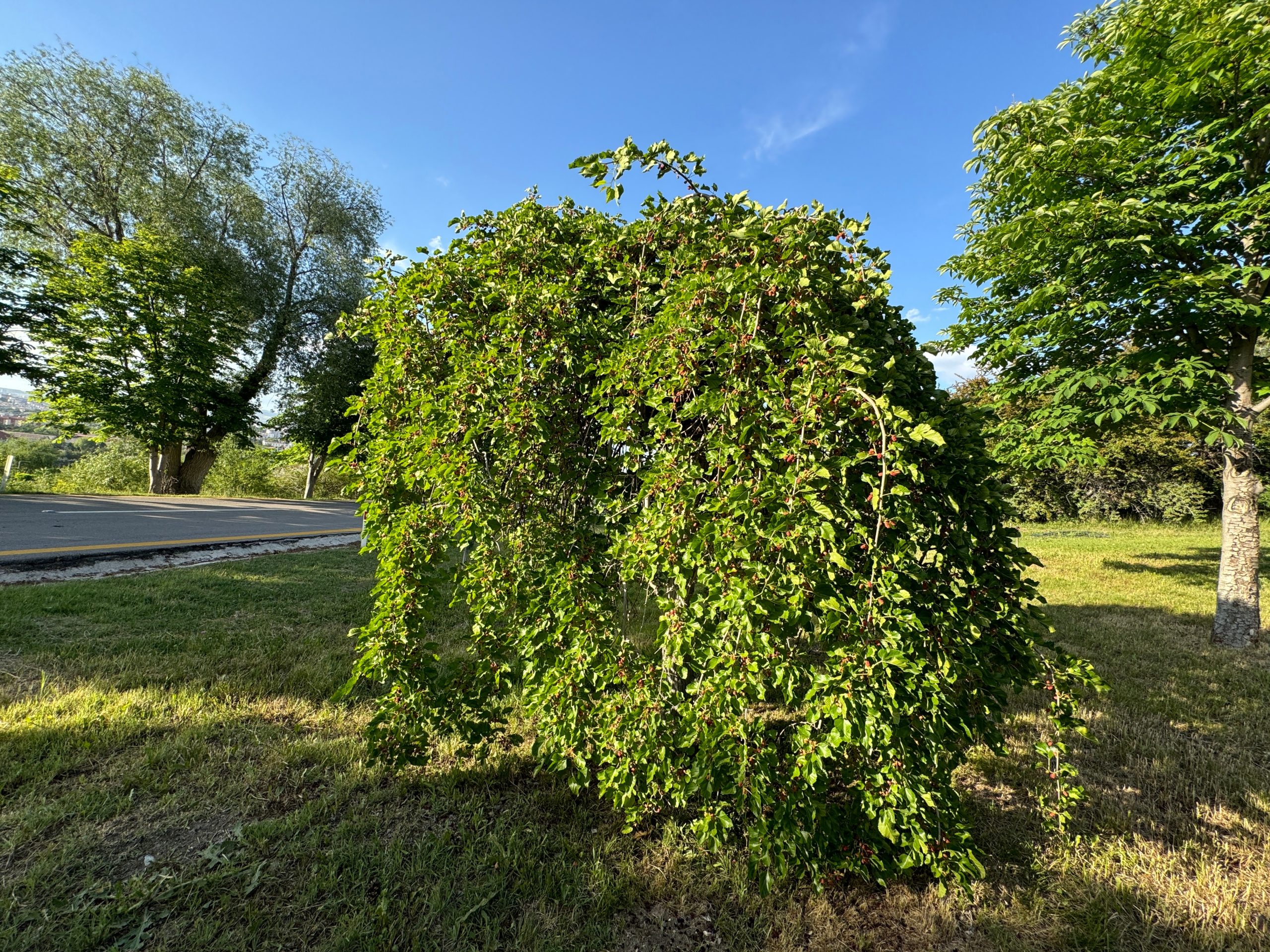 Red Mulberry