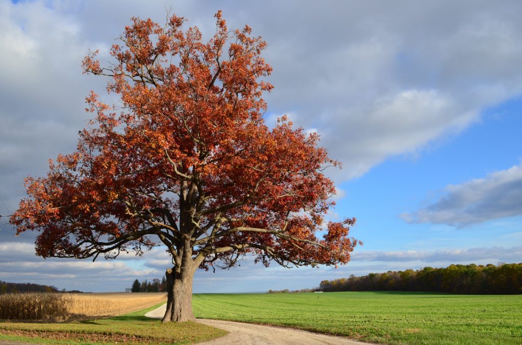 Red Oak