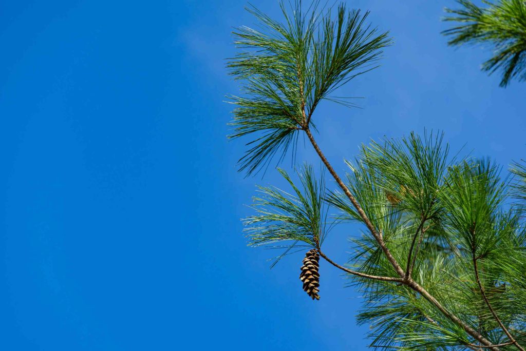 Easter White Pine Foliage