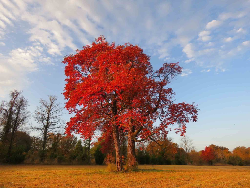 Sassafras Tree