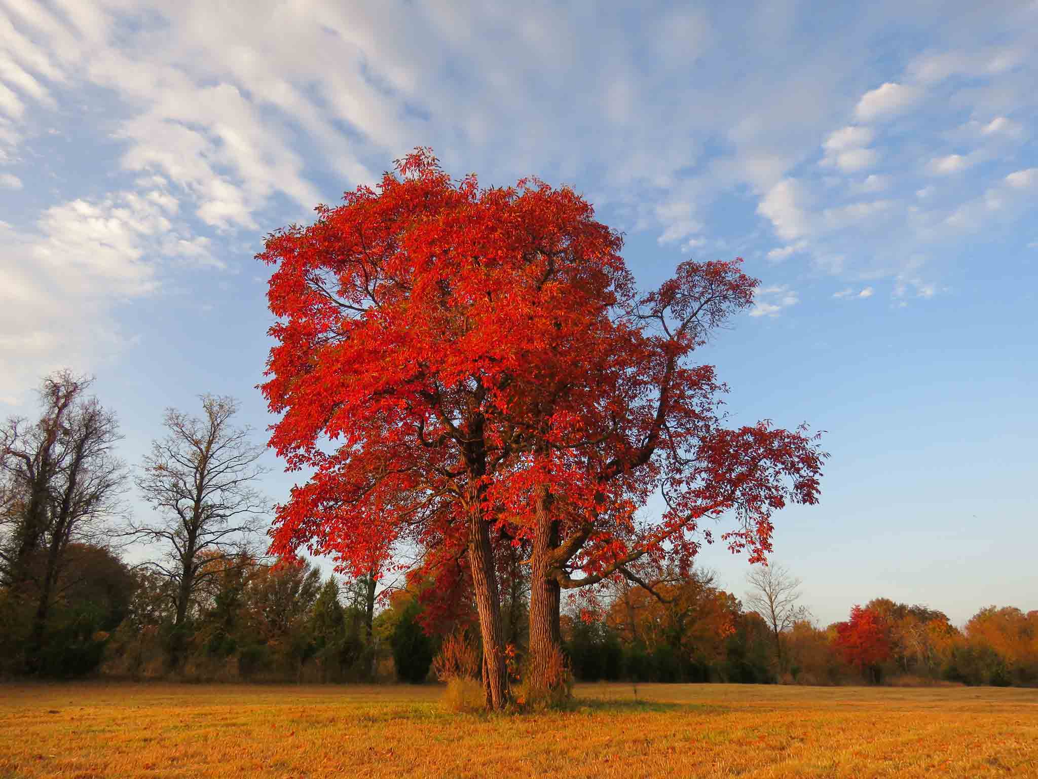 Sassafras Tree