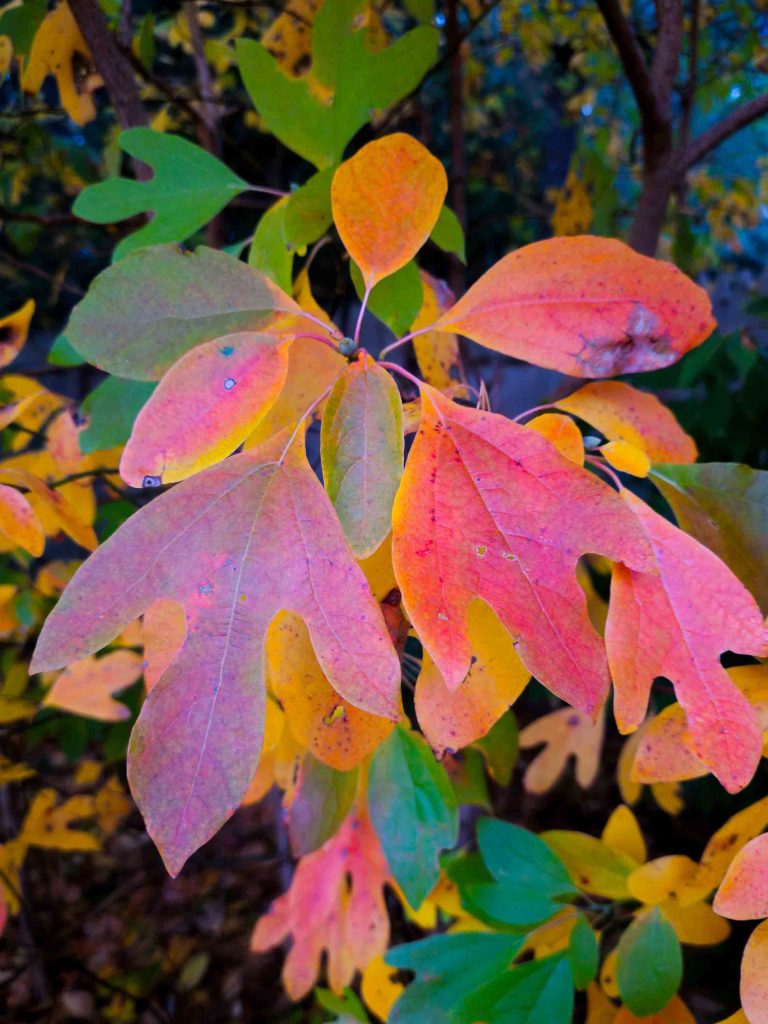 Sassafras Tree Leaves