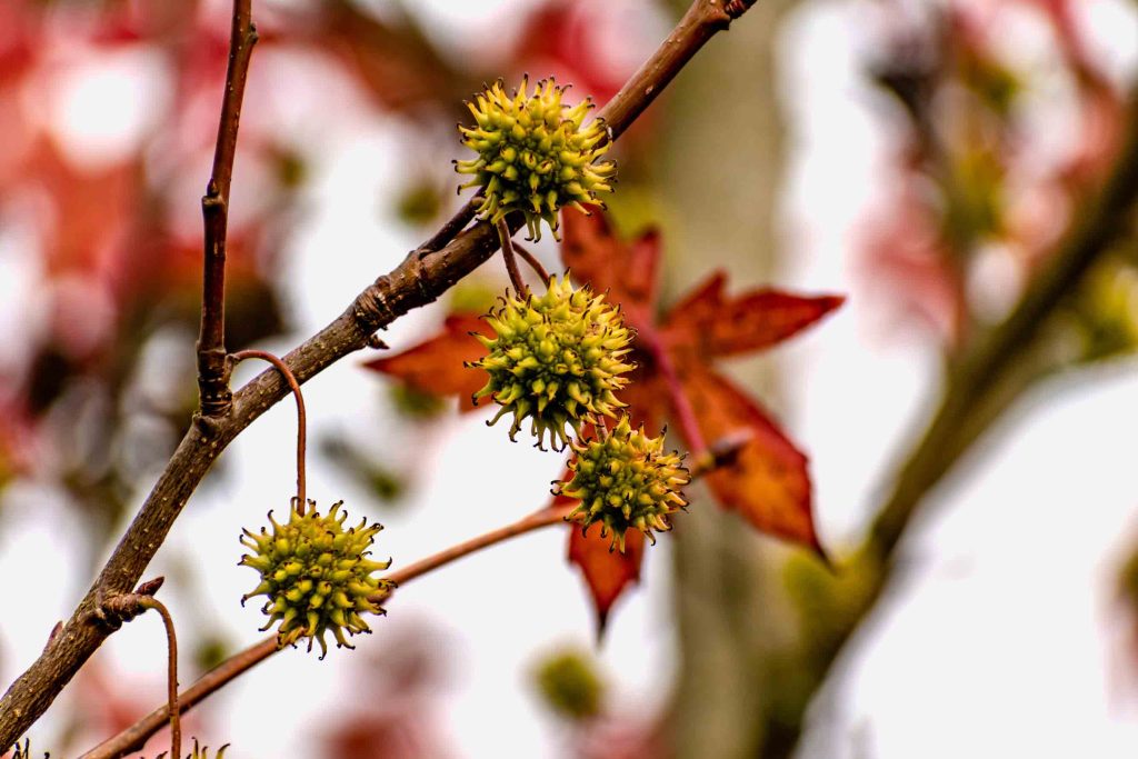 sweetgum tree leaves
