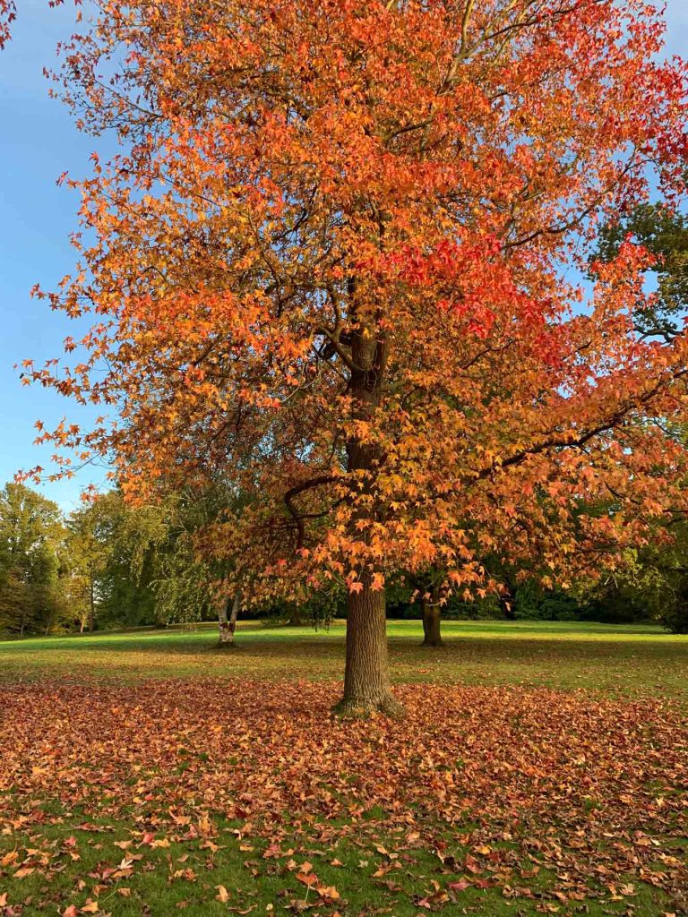 Sweetgum Tree