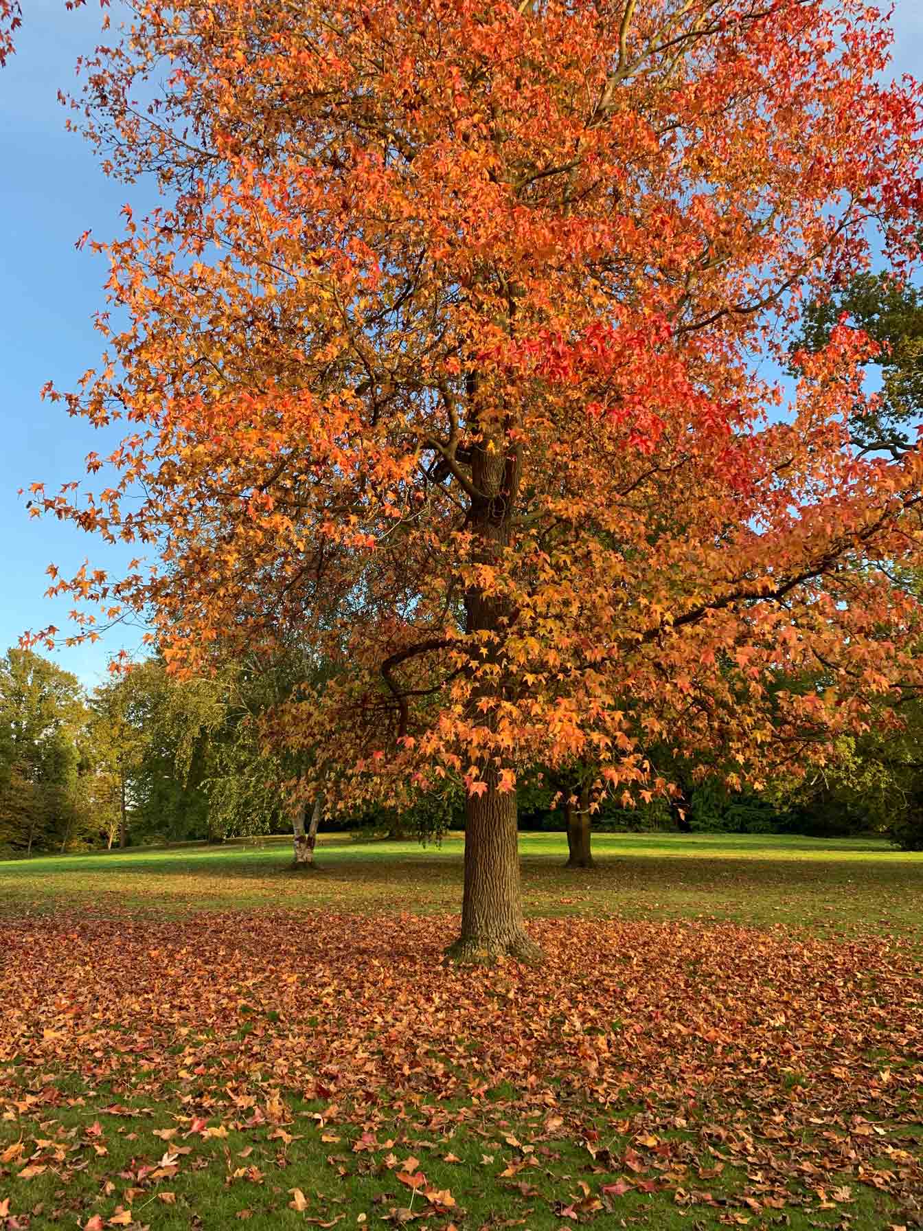 Sweetgum Tree