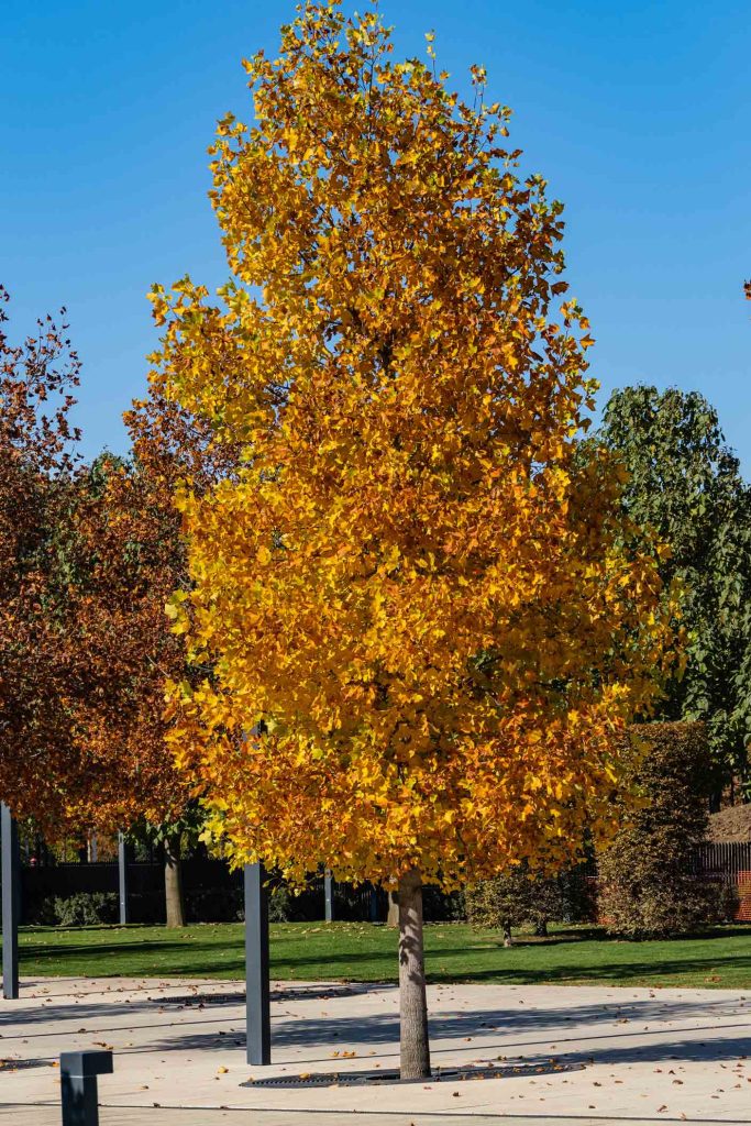 Tulip Poplar