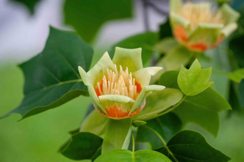 Tulip Poplar Flower