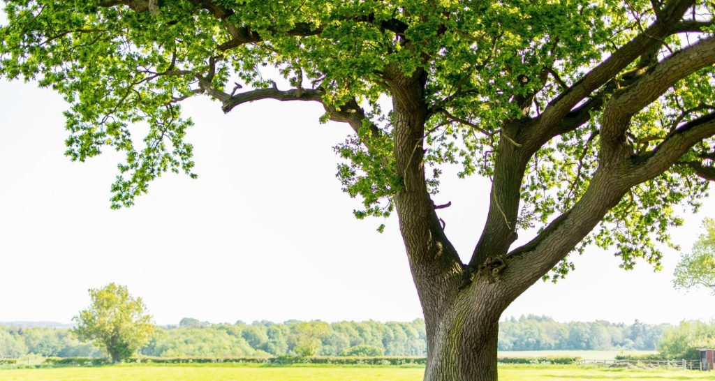 Maryland Professional Tree Service