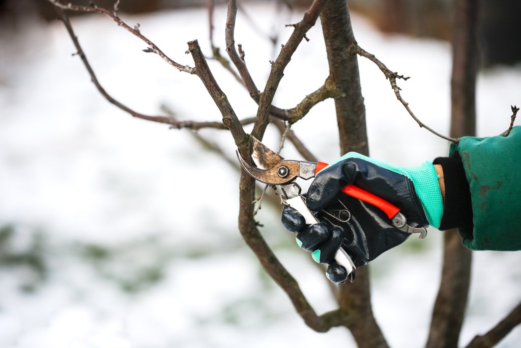 winter tree pruning