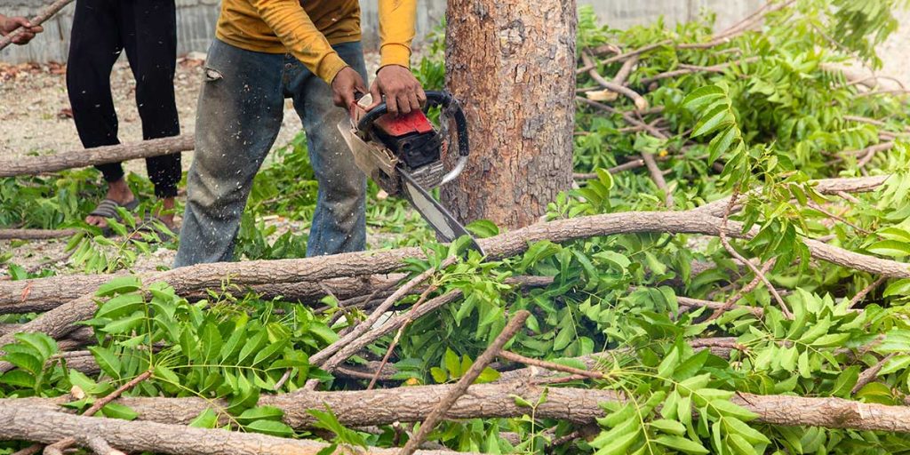 do you need a permit to remove a tree