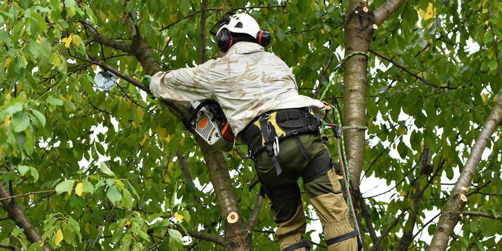 tree service Montgomery County