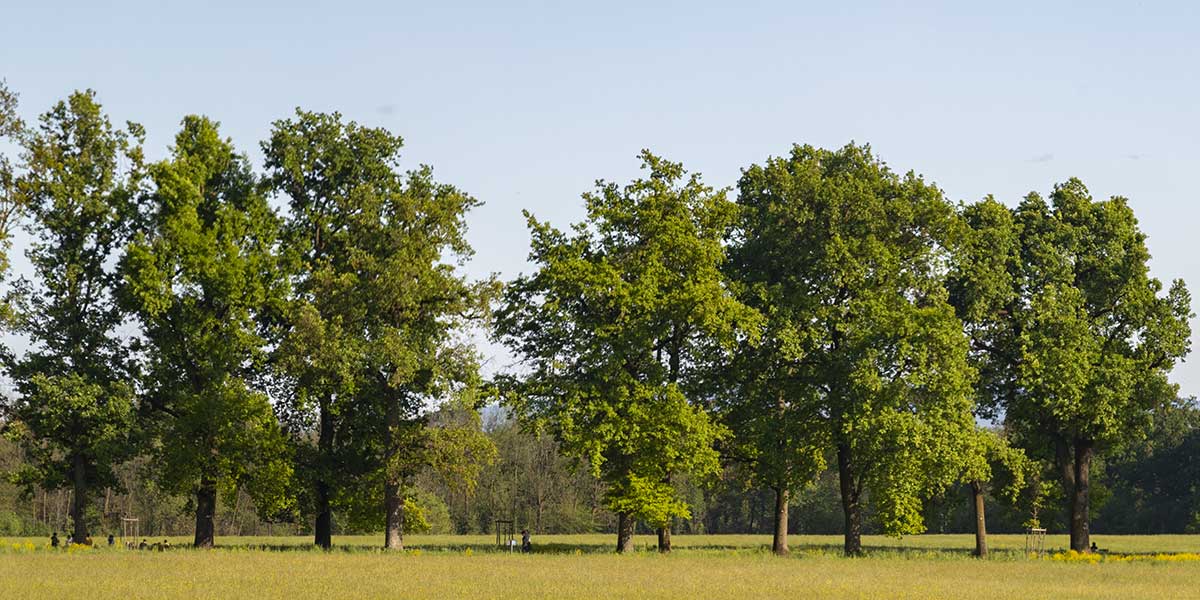 where do trees get their nutrients