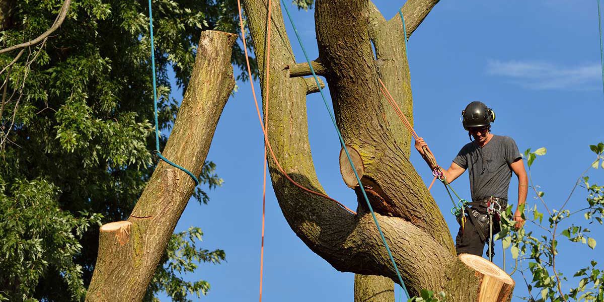 tree trimming