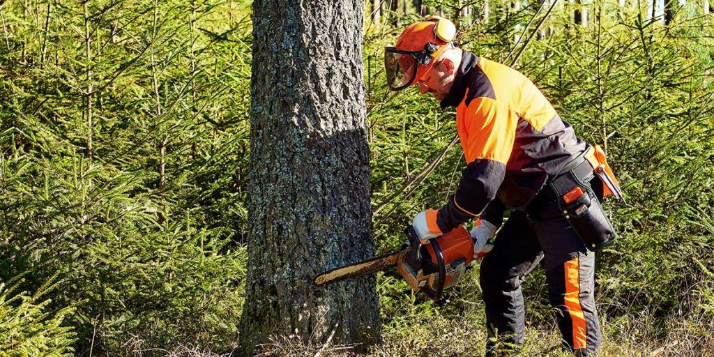 when is the best time to remove a tree