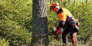 when is the best time to remove a tree