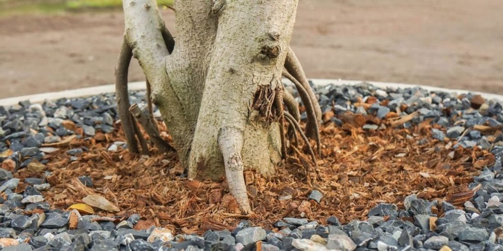 compacted soil around trees