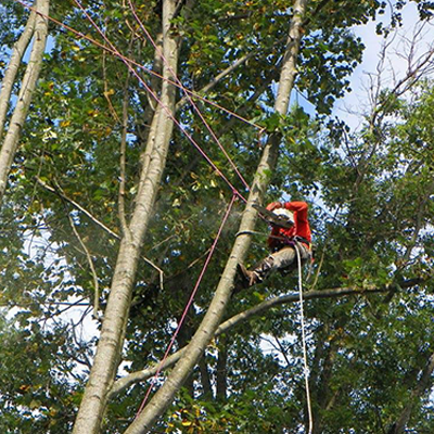 Arborist in safety gear trimming a high tree branch using a chainsaw in Maryland.