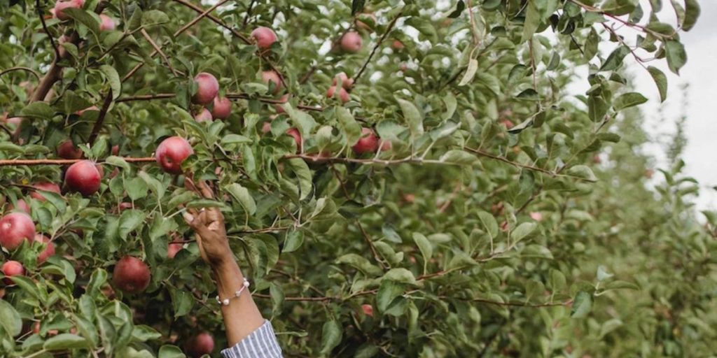 Healthy fruit trees in summer with gardener pruning branches in orchard | How to Care for Fruit Trees in the Summer