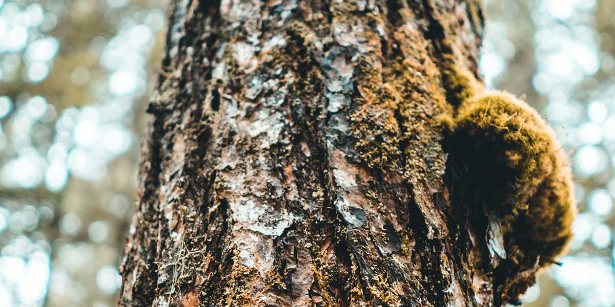 A close-up of a mossy tree trunk featuring a large growth, illustrating the common causes of tree burls and anomalies.