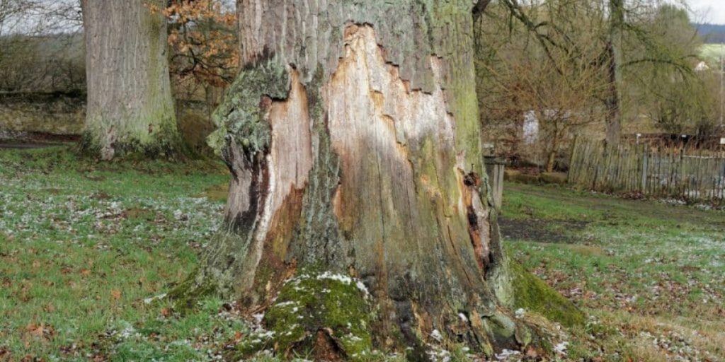 Close-up of tree trunk showing cracked bark and surface damage in outdoor setting | Tree Bark Cracking
