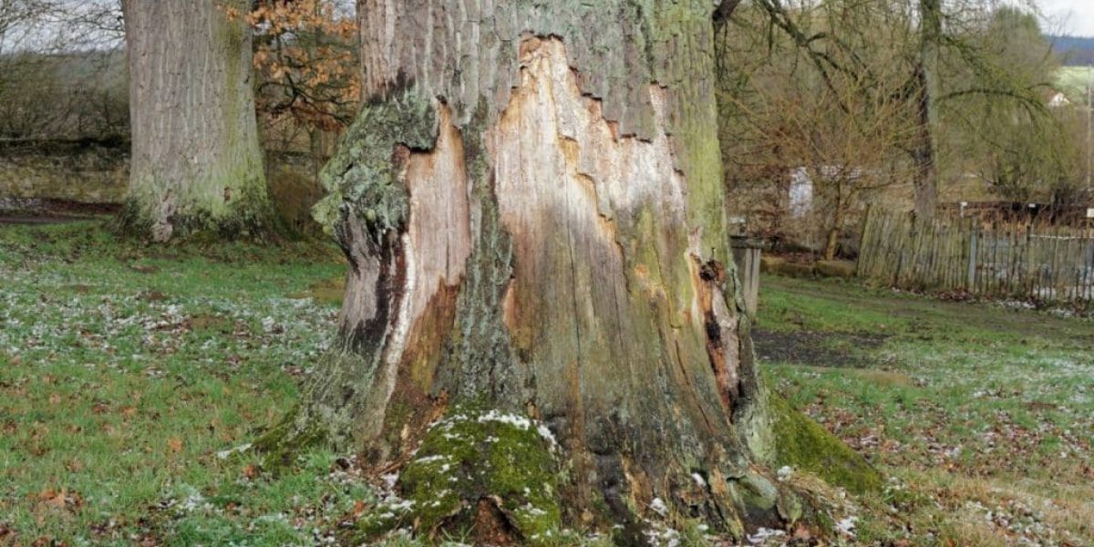 Close-up of tree trunk showing cracked bark and surface damage in outdoor setting | Tree Bark Cracking