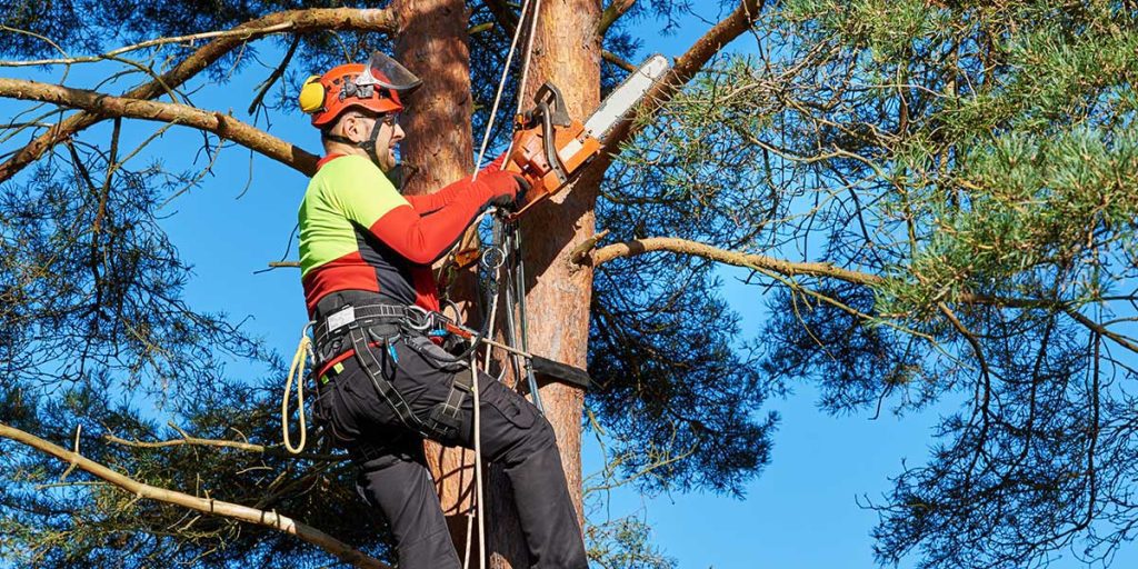 Professional arborist in safety gear uses a chainsaw to trim a tall pine tree for Baltimore County tree services.