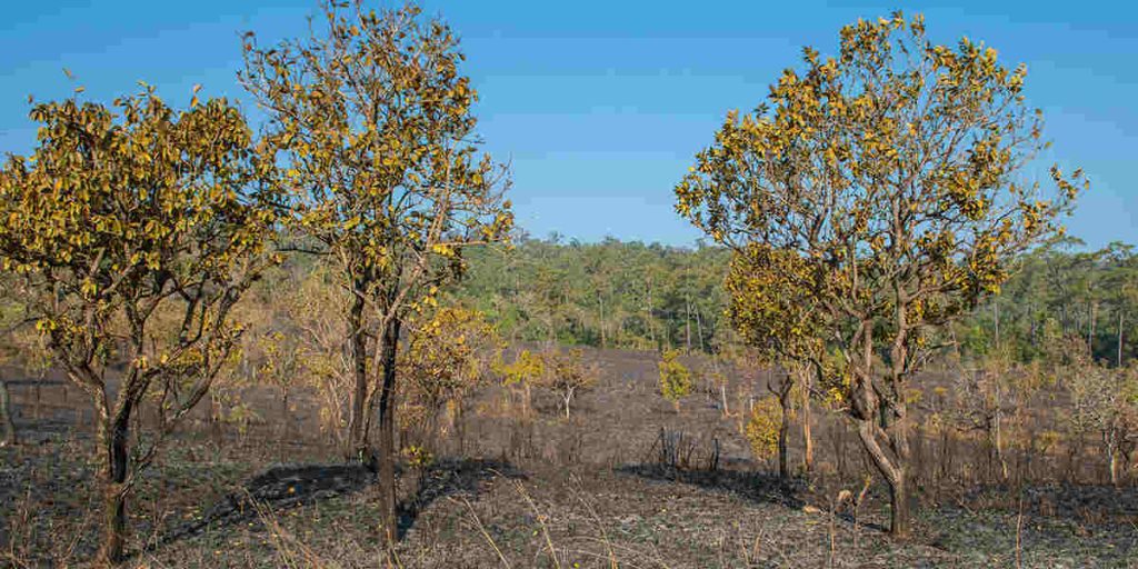 Several trees with dry, yellowing leaves stand in a drought-affected landscape, illustrating tree health challenges in Jessup, MD.