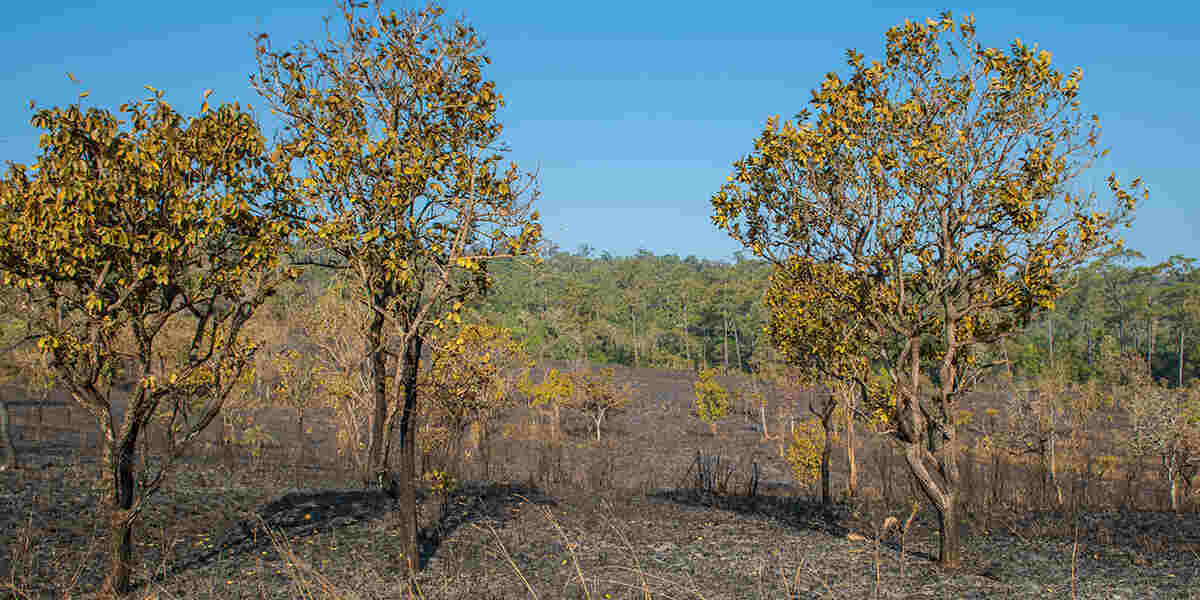 Several trees with dry, yellowing leaves stand in a drought-affected landscape, illustrating tree health challenges in Jessup, MD.
