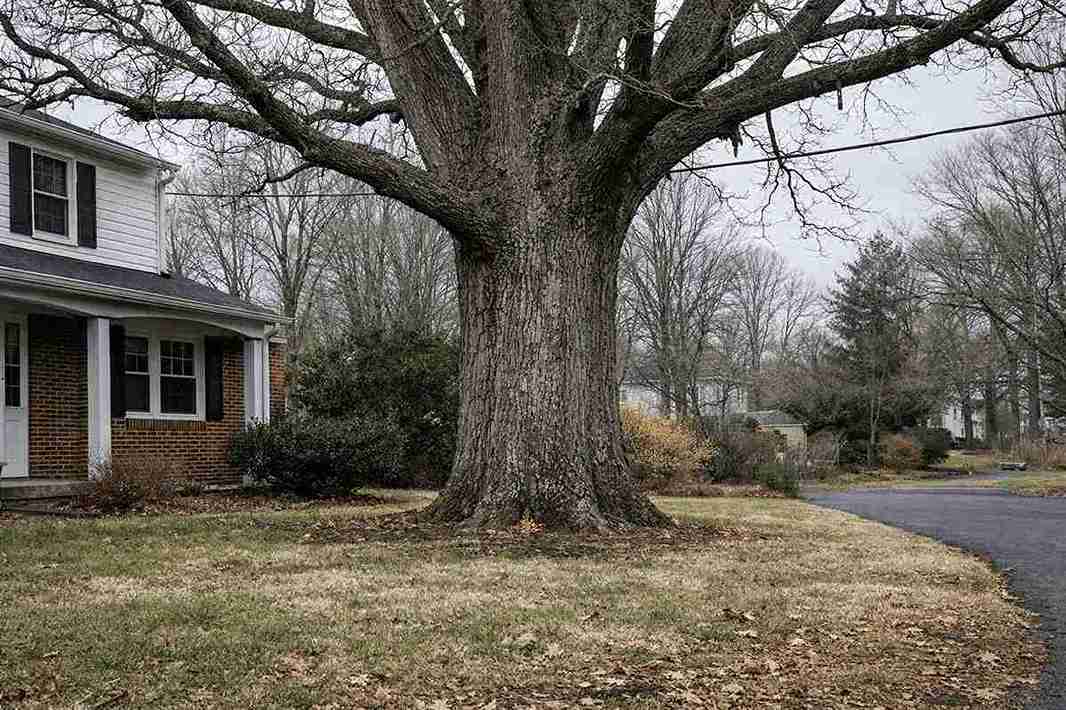 Tree Healthcare