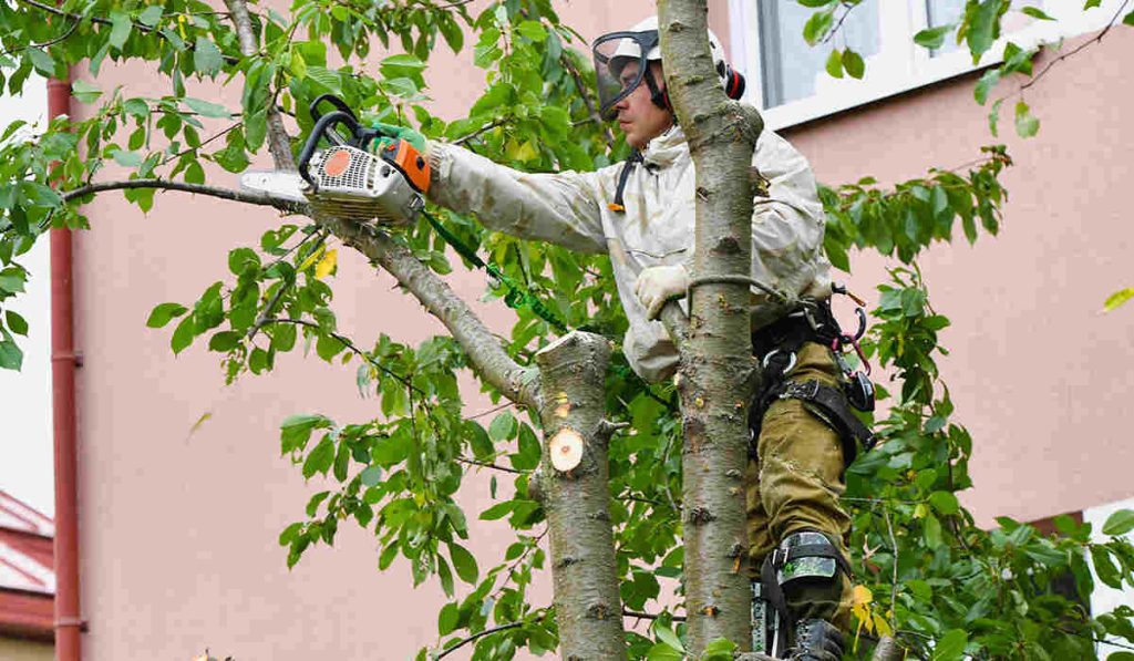 A professional arborist wearing safety gear and a harness uses a chainsaw to trim tree branches in Prince George's County, MD.