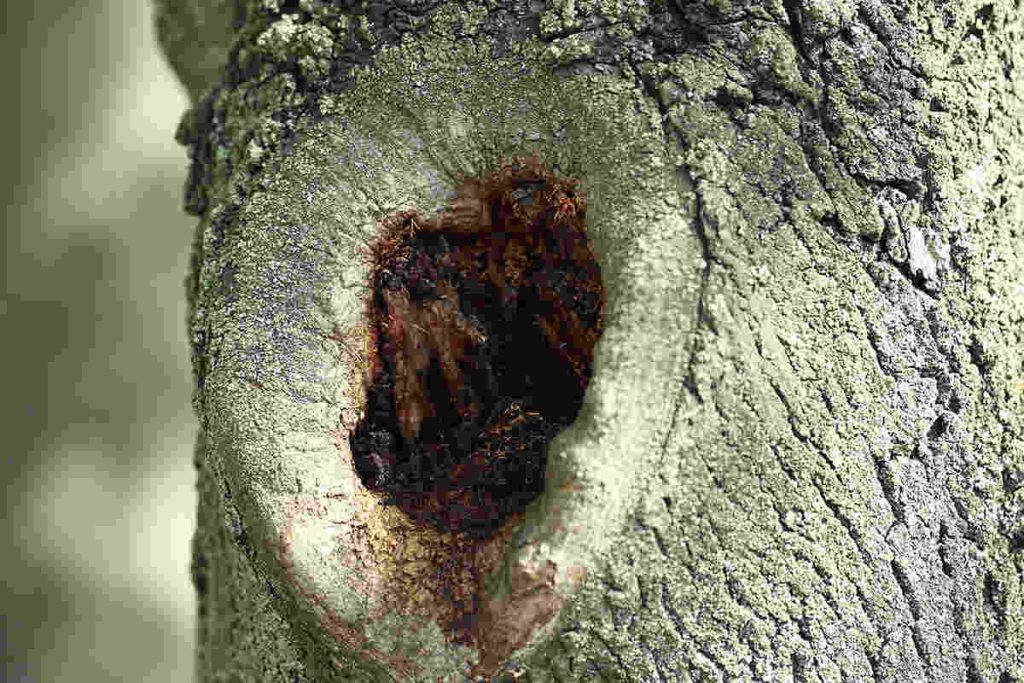 A deep hole in a tree trunk reveals internal wood decay and natural healing around the damaged bark.
