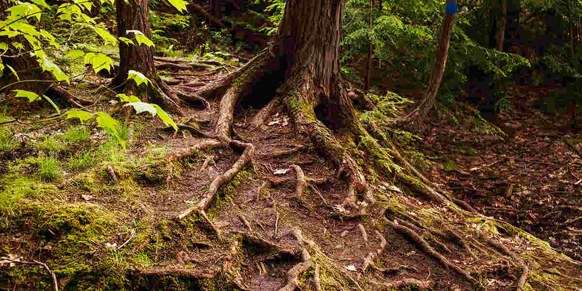 Large surface roots surround a mature tree, highlighting areas that may require careful root pruning.