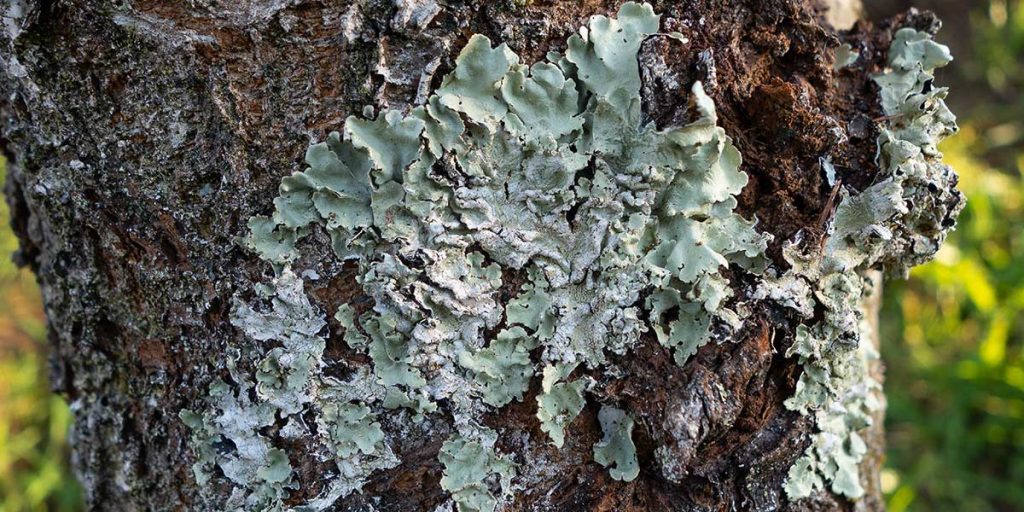 Pale green and whitish lichen growing in textured clusters on the rough, dark brown bark of a tree trunk.