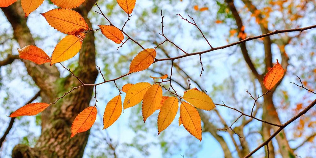 Golden yellow tree leaves clinging to thin branches against a bright, softly blurred forest canopy on a sunny summer day.