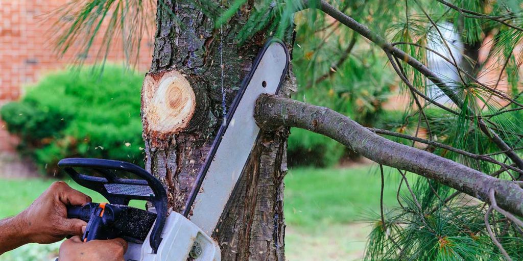 Professional tree service worker using a chainsaw to prune a pine tree branch for residential property in Anne Arundel County.