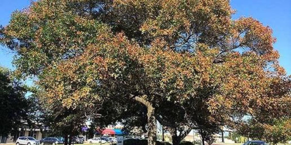 Arborist inspecting an oak tree showing yellowing leaves and scorched leaf edges caused by bacterial leaf scorch | Bacterial Leaf Scorch in Oak Trees