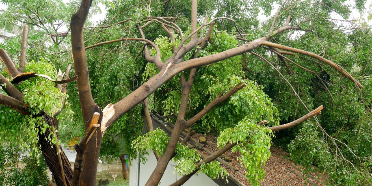 Arborist inspecting a tree with a split trunk to determine whether it can be stabilized and saved | Can You Save a Tree With a Split Trunk