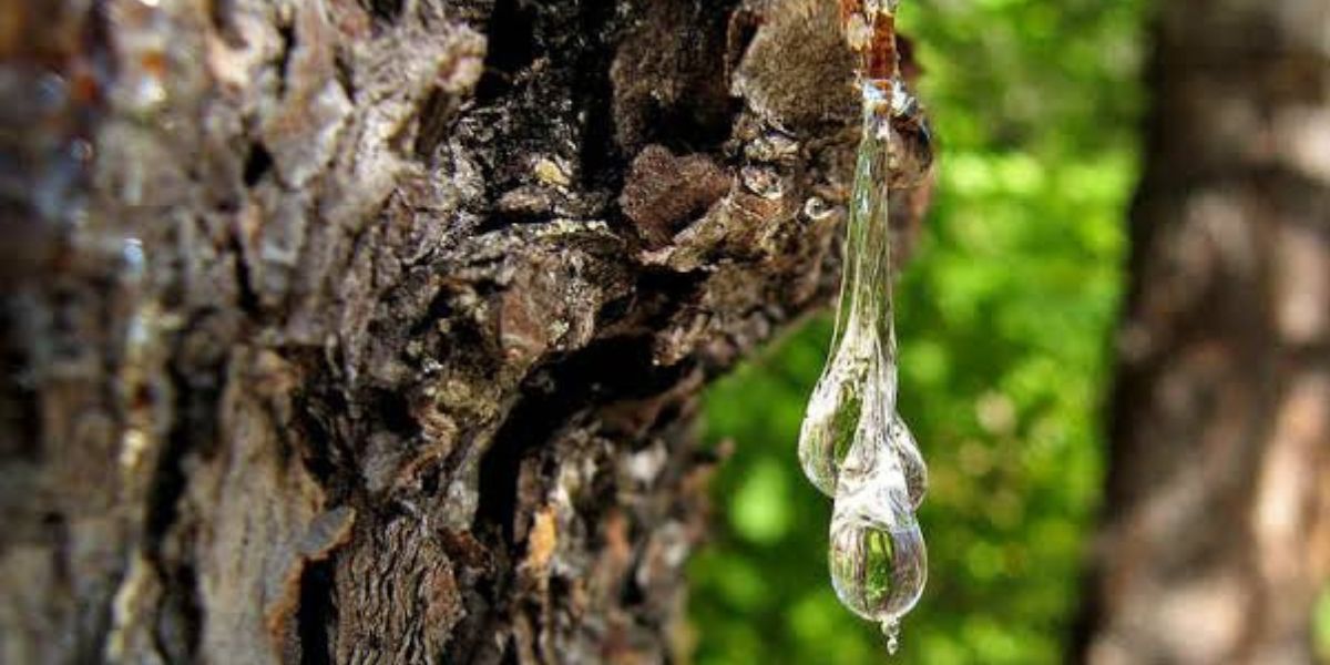 Arborist inspecting a tree producing excessive sap and checking the trunk for signs of insects, injury, or disease | Why Is Your Tree Producing Excessive Sap
