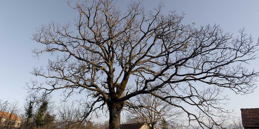 Large bare deciduous tree with sprawling leafless branches standing against a clear sky near rural rooftop buildings.