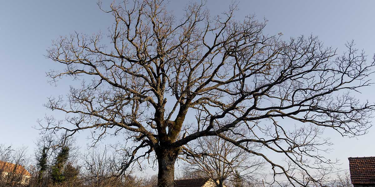 Large bare deciduous tree with sprawling leafless branches standing against a clear sky near rural rooftop buildings.