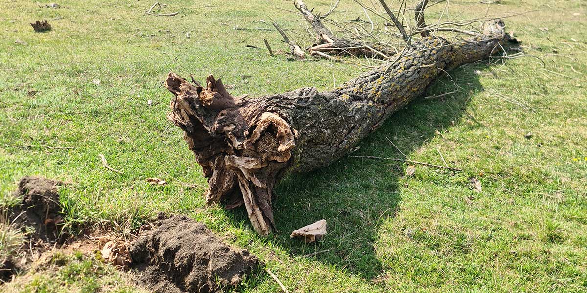 A large tree lies fallen on the grass, showing rotted roots that caused it to unexpectedly collapse without warning.